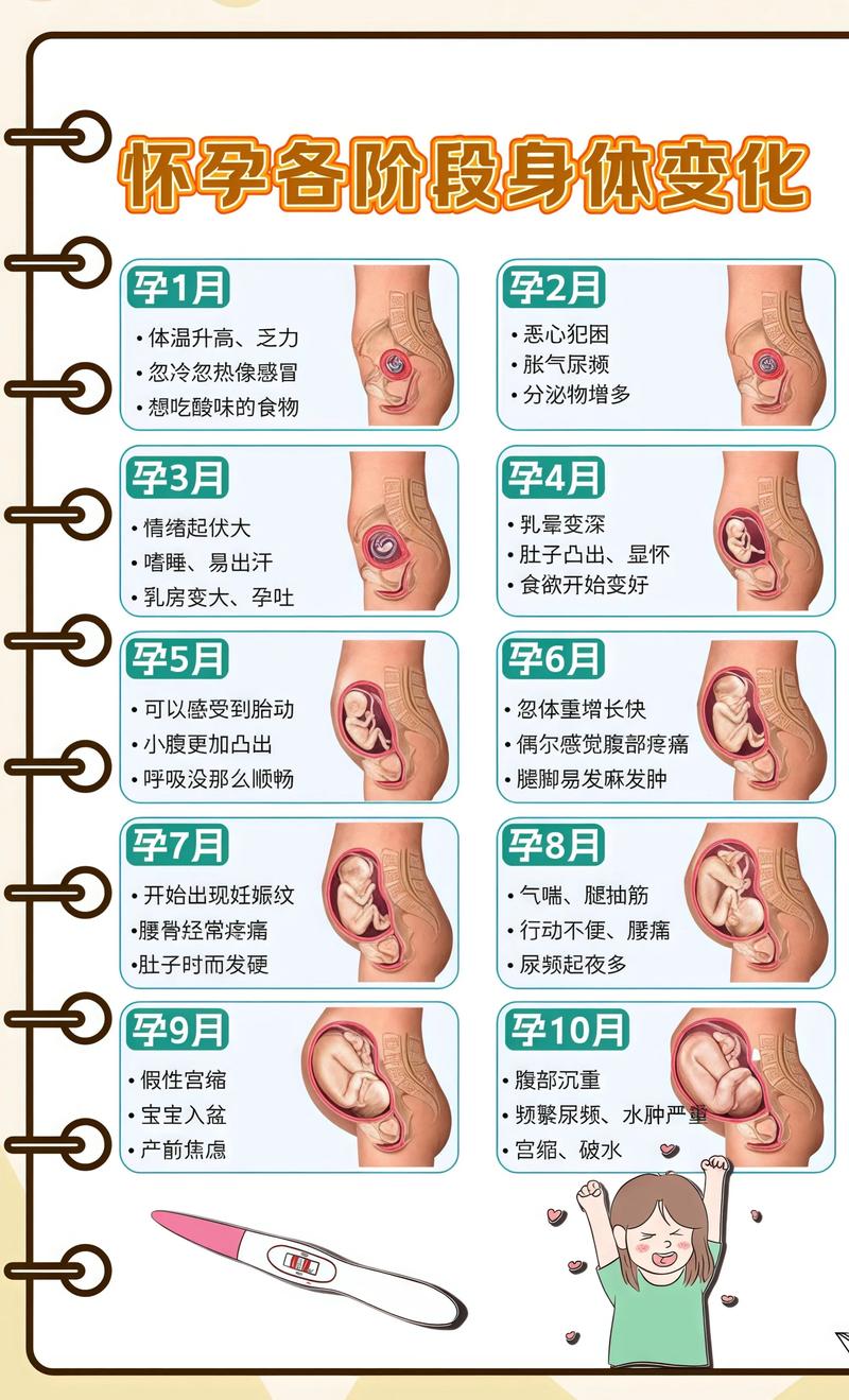 揭秘供卵代孕妈妈怀孕小腹分两节，孕期变化的奥秘安顺代生机构: